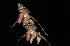Online výstava orchidejí